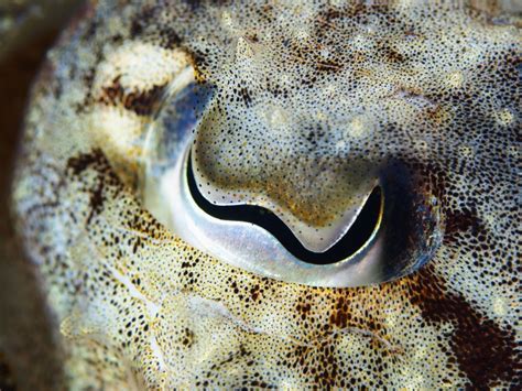 The Weirdest Eyes in The Animal Kingdom See a World We Can't Imagi.
